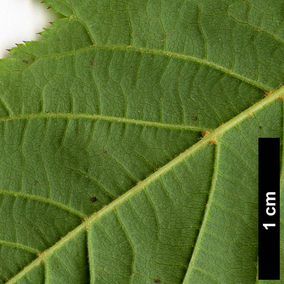 High resolution image: Family: Sapindaceae - Genus: Acer - Taxon: HWJ 569